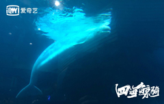 四海鲸骑X.jpg