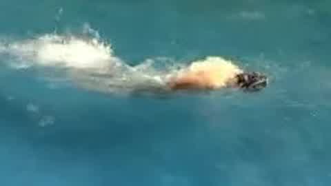 游泳教学精讲第4集-蝶泳呼吸与臂的配合-教育