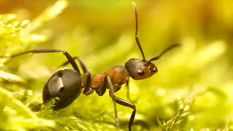 神奇的动物第4集-第4集:蚂蚁-纪录片-高清正版