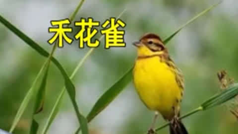 杂志天下 :禾花雀濒临灭绝 罪魁祸首是不是"吃货"?