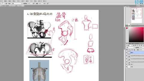 人体结构零基础入门教程第33集-绘画教程视频