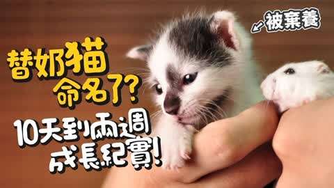 许喵喵 许伯与简芝—仓鼠人》第20191014期一只终于有了姓名的喵喵15天飞速成长全纪录-生活-完整版视频在线观看-爱奇艺
