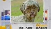 美国惊现"人面狗" 面部与人类极其相似