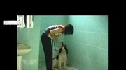 马犬训练视频狗狗的图片马犬怎么训练教育完整版视频在线观看爱奇艺