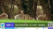 HarePulling Love Ta生活完整版视频在线观看爱奇艺