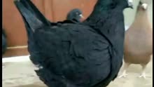 元宝鸽，都是大体型的，体重在2.2斤左右，喜欢的微信联系18