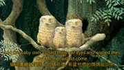 Owl babies 小猫头鹰中英文字幕科技完整版视频在线观看爱奇艺