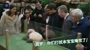 【大熊猫】我竟然鬼畜了大熊猫?动漫全集视频在线观看爱奇艺