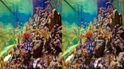 VR Videos 3D Aquarium VR Relaxation 3D V原创完整版视频在线观看爱奇艺