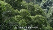 第9集:植物纪录片高清正版视频在线观看–爱奇艺