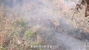 贵州农村满山遍野的红籽果,曾是贫苦百姓的充饥口粮,你吃过没?生活完整版视频在线观看爱奇艺