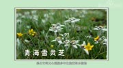 原来青海雪灵芝长这样原创完整版视频在线观看爱奇艺