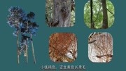 「秒懂百科」原来高山桦长这样原创完整版视频在线观看爱奇艺