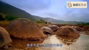 仅剩的最后一只生物,死亡就代表“灭绝”,百年后依然离世!资讯搜索最新资讯爱奇艺