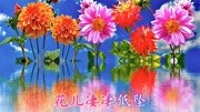 一首伤感情歌《殇花》好听极了音乐背景音乐视频音乐爱奇艺