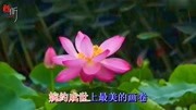 云菲菲经典情歌《痴心莲》,触动了心灵深处的一段情缘音乐背景音乐视频音乐爱奇艺