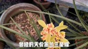 欣赏兰友家的蕙兰艺草,曾经的天价兰花三心蝶,因量多无人问津生活完整版视频在线观看爱奇艺