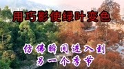 用巧影使绿叶变色,仿佛瞬间进入到另一个季节音乐背景音乐视频音乐爱奇艺