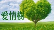 花开花落,月圆月缺,聚散离合《爱情树》旋律优美,经典歌曲音乐背景音乐视频音乐爱奇艺