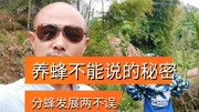 养蜂老师傅都不愿告诉你的繁蜂技术:分蜂与繁殖发展两不误生活完整版视频在线观看爱奇艺