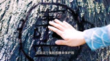 少主且慢行：虞书欣和小哥哥的十八岁之约