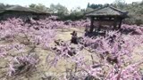 ＃三国演义＃第八段，刘备，关羽，张飞，桃园三结义，＃我爱追剧＃