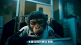 假如猩猩有段位，这只猩猩就是王者《伞学院》