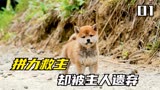 地震时拼尽全力救主的狗狗，却被遗弃在废墟当中《爱犬的奇迹》