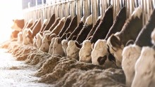 肉牛养殖场建设方案，育肥肉牛怎么配料快速增肥？