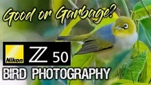 尼康Z50 鸟类摄影  好还是垃圾？-野生动物摄影