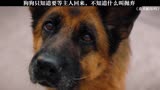 狗狗只知道要等主人回来不知道什么叫抛弃忠犬帕尔玛