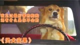 灵犬宾果：狗狗自学开车，横穿半个美国寻人，还有什么是你不会的