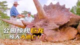科学家徒手挖掘粪堆，试图解救恐龙，科幻冒险片《侏罗纪公园》！