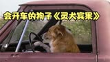 狗子聪明多才会开车，还能打电话智斗恶徒《灵犬宾果》