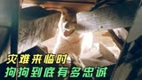 爱犬的奇迹：这只狗会流泪，它在地震中救出了主人，却没人能救它