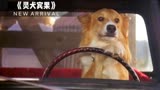 智商逆天的小狗，斗智斗勇成为英雄科幻电影《灵犬宾果》第二集。