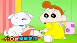 蜡笔小新：小白的家庭排名！广志稳当最后，第一名竟不是小新