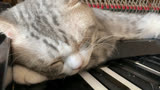 真爱如血- OST注定爱猫叫，钢琴弹奏