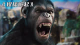 高分动作电影《猩球崛起》，猩猩和人类开战，场面太燃小心上瘾