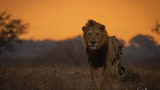 坚强的狮心：莫瓦那雄狮三腿行走的奇迹