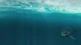《巨齿鲨》：深海巨兽的惊悚之旅