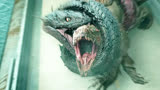 《狂暴巨蜥》03丨最新国产怪兽来袭，还等什么狂蟒之灾！