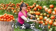 美女在大山里采摘番茄，拿到集市上售卖 #乡村生活#户外生活#三农