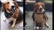 美国:七岁比高犬重达85磅 被送进动物中心强制减肥生活完整版视频在线观看爱奇艺