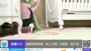 2 BFF Kittens Spazz搞笑完整版视频在线观看爱奇艺