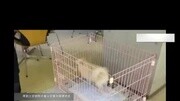 训犬秘诀马犬如何训练知识名师课堂爱奇艺