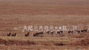 《可可西里守护者》预告片赵章翔执导中国首部真实电影纪录片完整版视频在线观看爱奇艺