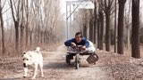 忠诚小狗拉残疾人摆摊,被卖掉后又跑回,最后竟然这样死去