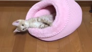 猫奴的日常:我的猫窝我做主!原创高清正版视频在线观看–爱奇艺