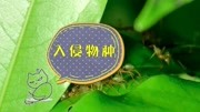 这种来自南美的蚂蚁已进入我国,攻击性极强,有致命的危险!原创完整版视频在线观看爱奇艺